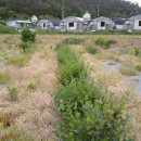 임피농장 이미지