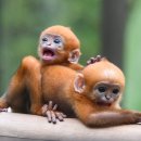 쌍둥이민박 이미지