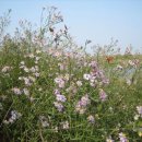 숲 바다 이미지