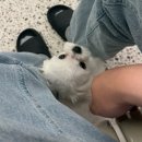 101마리 애견 이미지