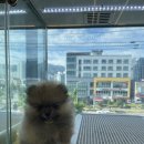 도그마루 강아지고양이 안양점 이미지