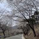 대가면사무소 | [고성 벚꽃 명소] 24.03.31 기준 실시간 고성 대가면십리벚꽃길 개화 상황 (방문 후기)