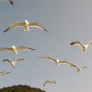 부산갈매기 이미지