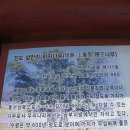 상만리 비자나무 | 군산 여행....(급치산 전망대, 진도 상만리 비자나무, 나주 송죽리 금사정 동백나무, 군산 고우당, 동국사)