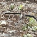 재롱이네 이미지