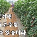 고추말리기 8월 세물고추 수확 텃밭 고추농사 고추건조 이미지