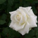 내마음의 풍차 이미지