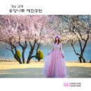 매화공원 티스토리