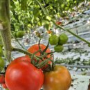 신양로(풍산읍) 이미지