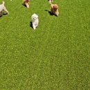 멍뭉유치원 이미지