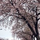 제주여행 정방폭포, 올레시장,위미리벛꽃길,강실장회포차,예례로 제주벚꽃명소