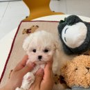 광주강아지분양 마마스미독 24시 광주봉선점 이미지