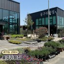 구리(일산) | 고양 일산 물구리빵집 공른천 야외 대형카페 데이지꽃 명소