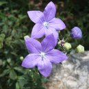 우리산약초 이미지