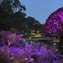 생각보다 좋았던 초안산 수국동산(2025.05)
