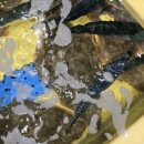 (주)청용 | 속초 해수욕장 맛집ㅣ외옹치항 횟집ㅣ속초회센타 추천 청용횟집