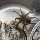 여수쭈꾸미 | 여수 쭈꾸미 낚시 후기