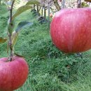 금순이농장 이미지