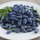 주식회사 슈퍼바이오 | 👉 눈·폐·혈관까지 한번에! 하스카프베리 + 은행발효액 효능 제대로 먹는 법