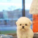 톰퍼피 강아지분양 이미지