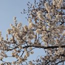 삼성 시장 화장실 | 대구 삼성라이온즈파크 3루 블루존 3-3구역 27열 홈개막전 시야 후기, 라팍 먹거리 추천