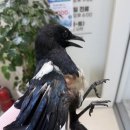 25세 동물병원 이미지