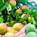 서기농장 이미지