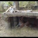 에버랜드 사파리월드, 에버랜드 사자,호랑이,하이에나,곰 관람하기, 이미지