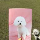 #견생한컷 이미지