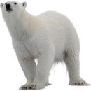 북극곰의 털 모방한 섬유 개발, 오리털 재킷보다 따뜻해 이미지