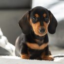 백석동물병원 이미지