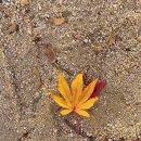 밤머리재홍단풍거리 이미지