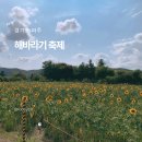 가야4리 | 파주 해바라기 축제 개화상황 가야4리 꽃마을 주차장