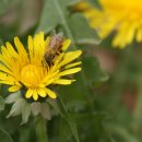 인진쑥농장 이미지