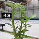 전혜숙농장 네이버블로그