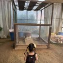 진사슴농장 | [주말 아기랑] 파주 나눔농장 - 주말 오픈런! 동물체험, 농장체험 꿀팁 대방출!