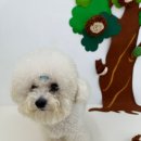 라이크몽 이미지