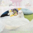 횡성동물병원 | 횡성 강아지분양 외로움에 지쳐 단모닥스훈트를? 솔직후기