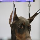 국제애견 이미지