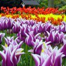 ＜세상의 축제＞ 네덜란드, 큐켄호프 꽃축제 (keukenhof) 이미지