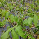 수일목장3 이미지