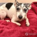 더치스 이미지