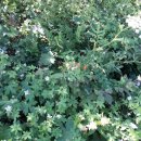 함백산빌 이미지