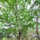 장풍숲위 이미지