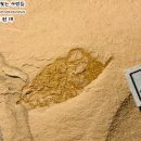 [2009] 거미불가사리 화석 (추가 확보분 및 설명) --- 경북 포항 (신생대) 이미지