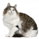 포레스트캣 이미지