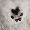 윤퍼피살롱 이미지