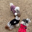 츄츄 | 츄츄 산책 일상 🐶 스티브스리얼푸드 포크 내돈내산 후기