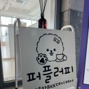 애견프라자 | 김포실내애견카페 퍼플러피 우리 강아지 신나게 뛰어놀고 온 후기