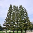 양수리 두물머리길 | 서울 근교 가을여행 데이트 드라이브 코스 양평 양수리 두물머리